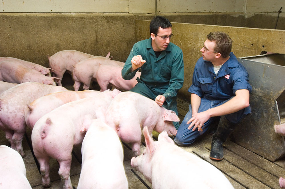 Two farmers talking to one another while in a barn with pigs around them.